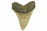 Fossil Megalodon Tooth - North Carolina #371296-2